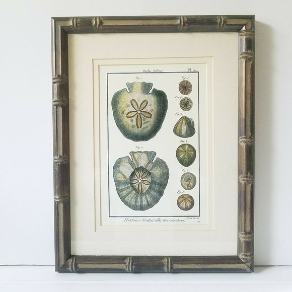 1700s Sand Dollar Echinoderm Print, Natural History Collection by Benard Direxit - Picture 2 of 11